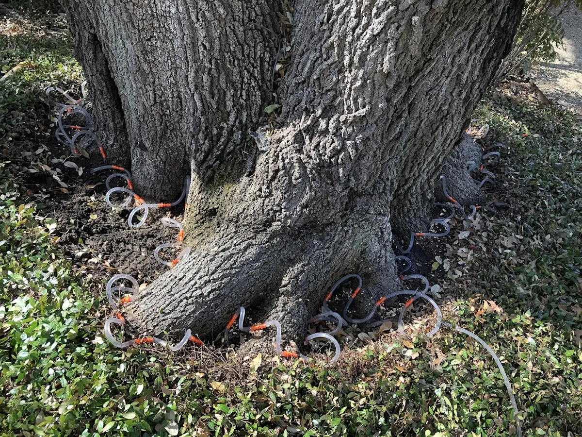 Detailed Tree Cabling and Bracing job site in Ambia